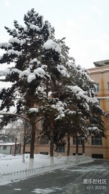 【在路上】+大雪压青松