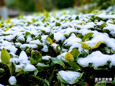 上海的第一场雪