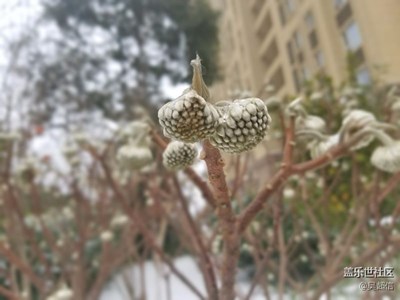 武汉下雪了
