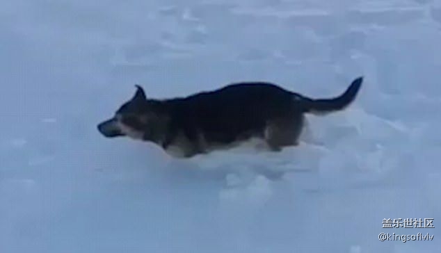 -56℃！哈萨克斯坦气温骤降 狗狗行走中被冻死