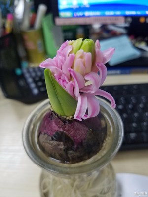 香晕同事的花