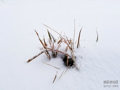 雪中小景