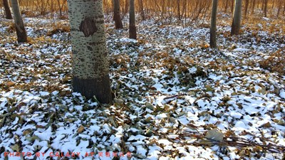 2018年的第一场雪