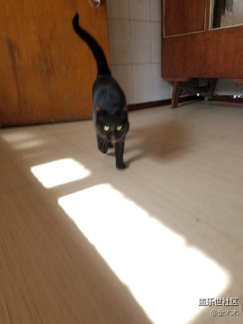 黑猫