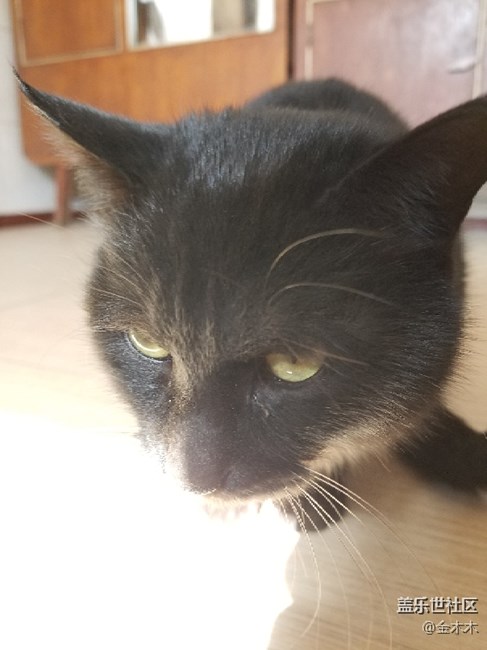 黑猫