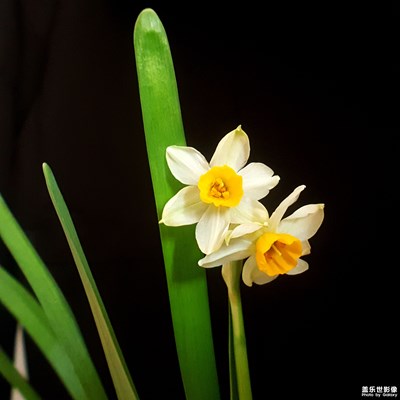 水仙花开