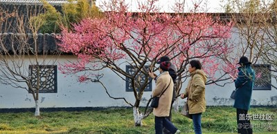 荆川公园春梅盛开。