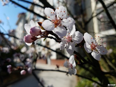 春花浪漫