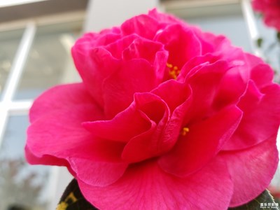 山茶花