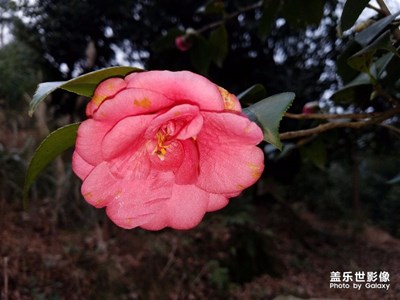 茶花