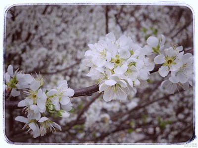 【春风】+春之觉醒