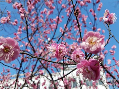 【春风】+花开满枝头