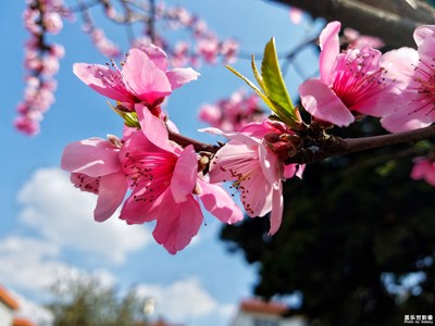 【春风】＋桃花争艳