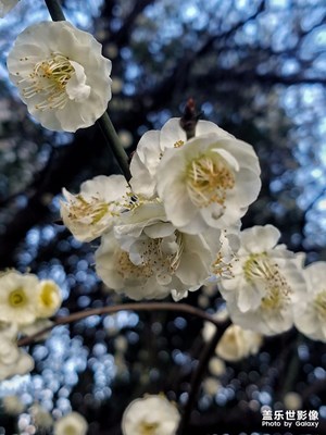 春天来了，又到花开季节。