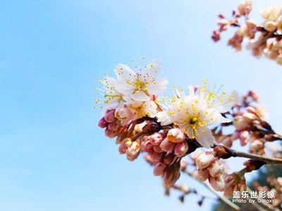 俏也不争春，只把春来报。