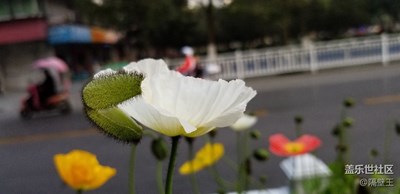 春天随拍