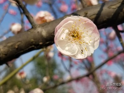 醉在桃花盛开时