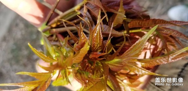 野菜。。