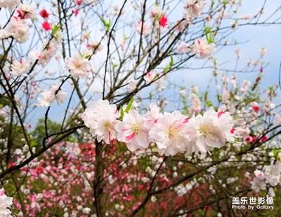 植物园一游