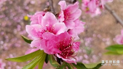 仁寿桃花源