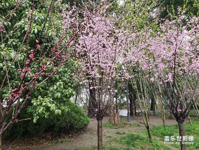 s9+拍桃花