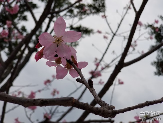 【3月第三周话题活动】春天的颜色