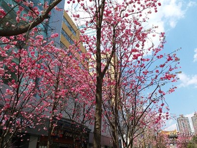 春暖花开