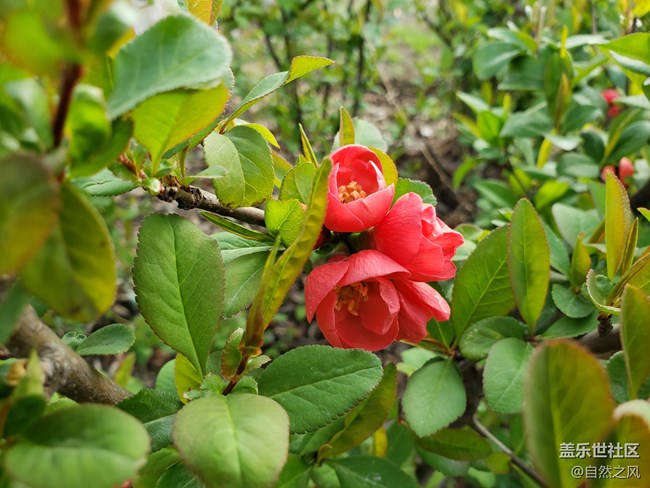 S9plus的拍照也不错.