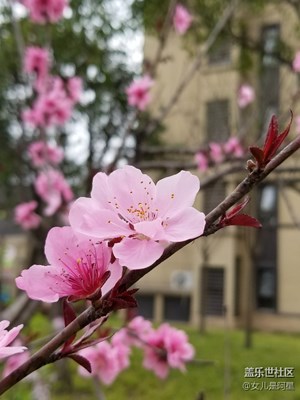 小区里的花红柳绿