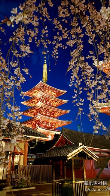浅草寺夜樱随拍