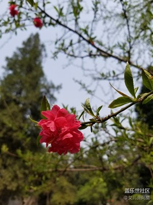 西安小雁塔之美景花海