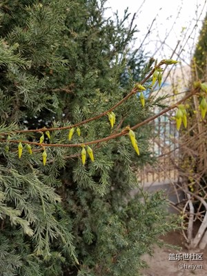迎春花开了