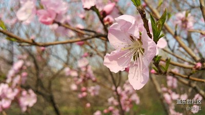 人面桃花相映红