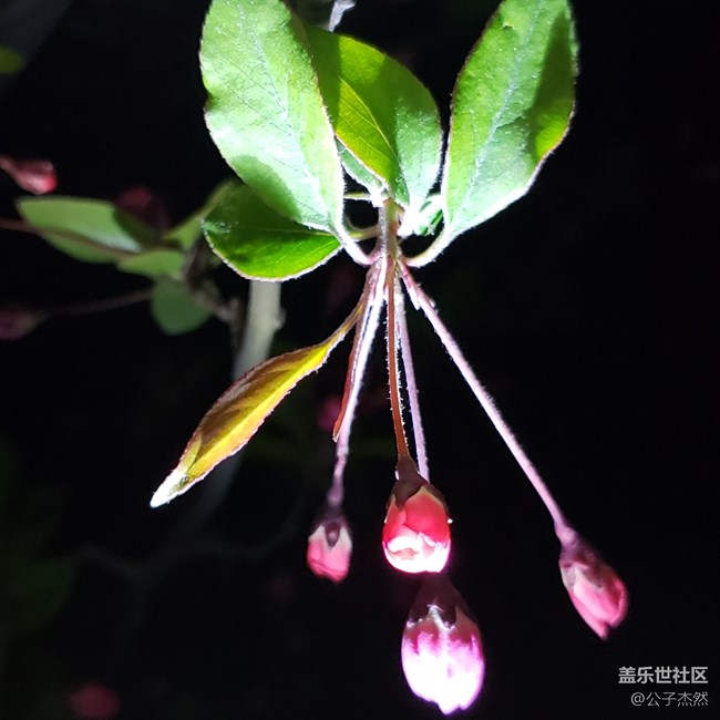 S9+暗光拍摄