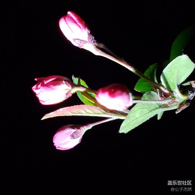 S9+暗光拍摄