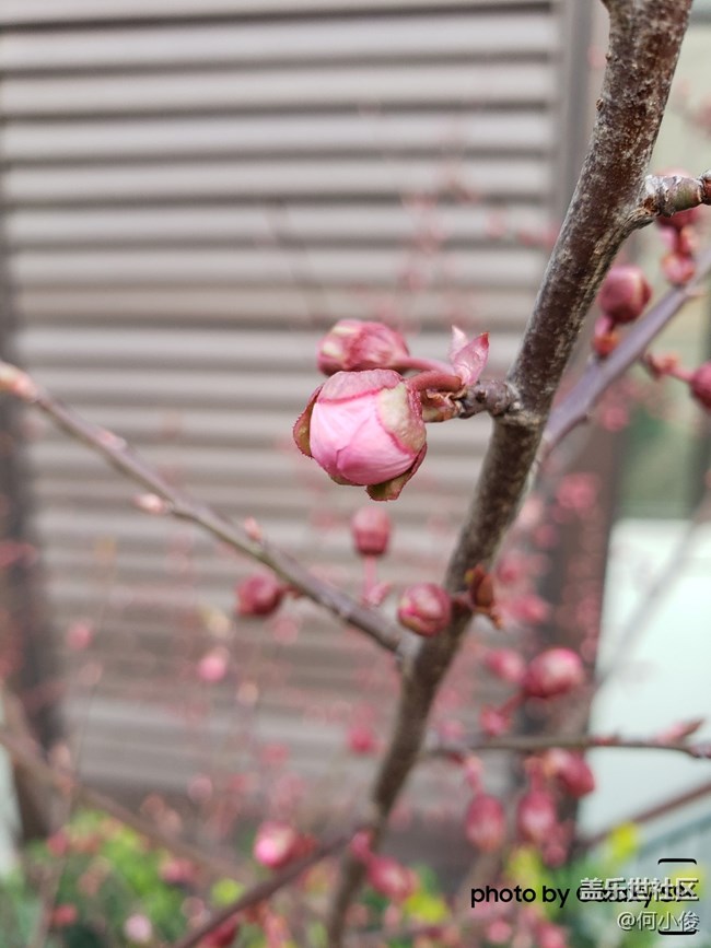 【分享】买了手机好几天了，都没怎么拍照