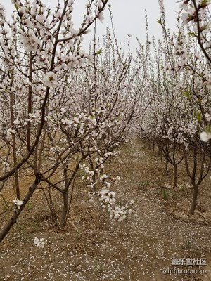 春意盎然之十里桃林花开枝头