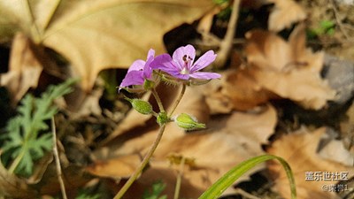 并蒂花开