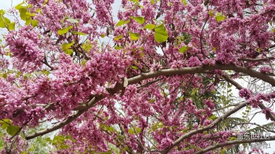 花开满枝头