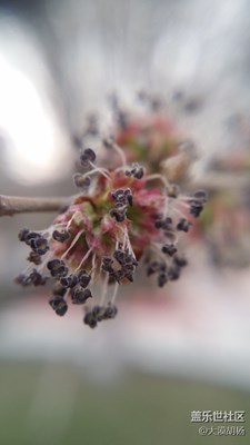 榆树开花