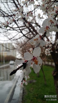 春花烂漫