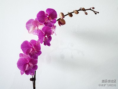 辰山植物园——兰花展