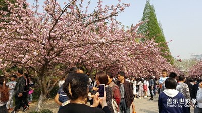 樱花开了