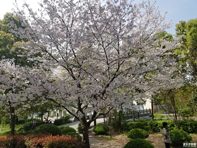 樱花开了。