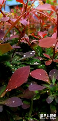 雨后天晴，晶莹剔透