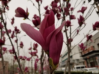 雨后路边的紫玉兰花