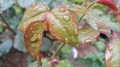 雨露