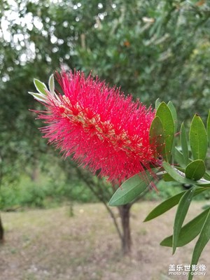 NOTE8-阳江踏春照