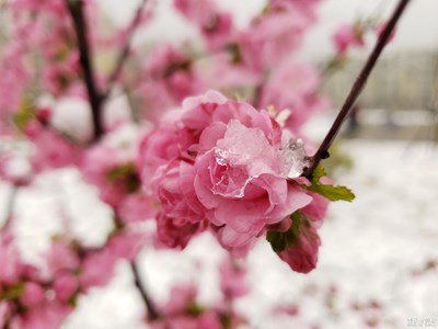 雪里桃花