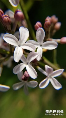 百花齐放